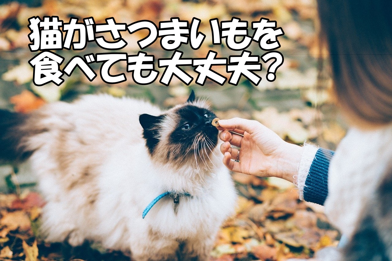 猫もさつまいもが食べられる 与える前の注意点5選 おいもワールド さつまいも情報配信サイト